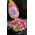 Λουλούδια & Μπαλόνι σε καλάθι ή γυάλινο για νεογέννητο αγοράκι ή κοριτσάκι !!! Αποστολή Λουλουδιών σε όλα τα μαιευτήρια.