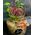 (1) φυτό σετ) σε γυάλινο βάζο με διακόσμηση !!! Πολυτελές με (3) φυτά.