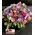 Exclusive Flower Arrangement in Glass. Very Special.