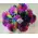 (10) Chrysanthemums Single Heads Exclusive "Anastasia" or "Antonov" Variety( gift wrapped) (rainbow colors).