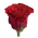 (21) Κόκκινα Τριαντάφυλλα υψ. 40-50 εκ.(Κεφάλι υψ. 3,5εκ πλ. 2,5εκ). Μπουκέτο με πρασινάδες !!! Προσφορά Εβδομάδας (Ολλανδικής Προέλευσης)