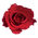 Τριαντάφυλλα Ροζ ή Λευκά ή Κόκκινα (40τεμ.) Ανθοδέσμη ή Μπουκέτο.  (τυχαία επιλογή χρώματος)