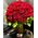 "Κόκκινα Τριαντάφυλλα" !!! Αγάπη χ 100 !!! (1) Πολυτελές Μπουκέτο (100) τεμ..!!!