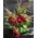 (31) red roses bouquet Extra Quality Dutch + Vase !!! Super week Offer. Special.