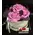 (4) Exclusive Pink Waxed  Roses In Cylinder Hat Box!!! NEW!!!