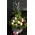 Tropical Flower Arrangement or Bouquet !!!(Exclusive)