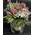 Tulips "On the go" Exclusive.