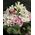 Ανθοπωλείο . Σύνθεση σε καλάθι με exclusive λουλούδια εποχής σε γκρουπ!!! Ανοιξιάτικη φρεσκάδα!!!