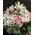 Basket with exclusive flowers.Spring freshness!!!