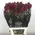 (12) Red Roses Explorer !!! Very exclusive "King of Reds"