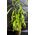 Nepenthes Alata ή Bloody Mary φυτό σαρκοφάγο σε γυάλινο βάζο ή κεραμικό ποτ με διακόσμηση !!! Ποτ (12)εκ.