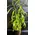 Nepenthes Alata or Bloody Mary Plant Carnivorous (1) piece  in glass vase or ceramic pot with Decoration. Big Size Pot 12cm.