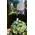 Arrangement of flowers for new born baby