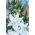 Baptismal "Boy". Flowers in Baskets Decoration.