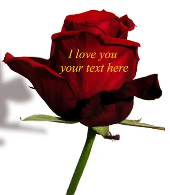 Printed roses - Your message on the rose pedals