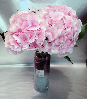 Hydrangeas Verena (5) stems in glass vase with colored gel !!!