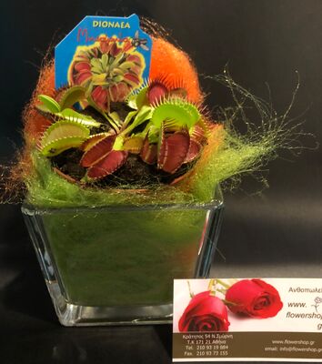 Plant Dionaea Muscipula in glass vase with Decoration !!!