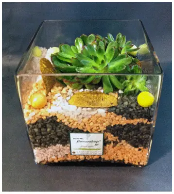 echeveria cube.jpg