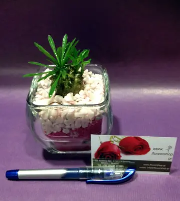 Ananas Cactus  Plant In Glass With Decorative Sand Layers.