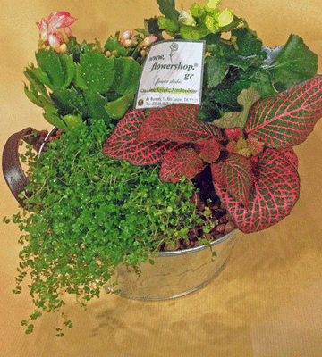 Arrangement with plants in pot