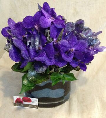 Exclusive vanda orchids in design glass vase.Exclusive.