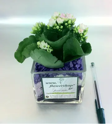 Calandiva plant in small glass cube with decorative colored sand layers!!! (only for Athens & Suburbs)