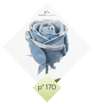 (10) Exclusive Waxed Roses  (random colors) in vase with colored water!!! NEW