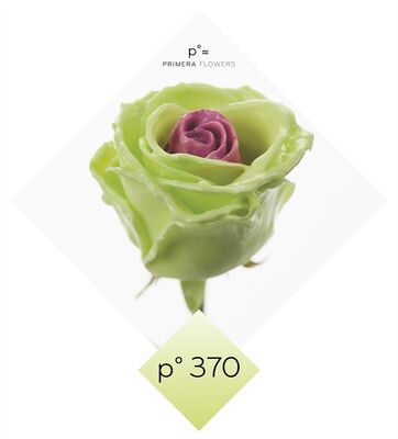 (10) Exclusive Waxed Roses  (random colors) in vase with colored water!!! NEW