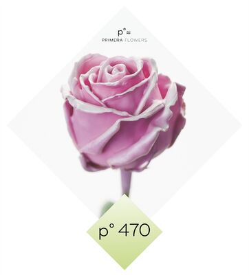 (10) Exclusive Waxed Roses  (random colors) in vase with colored water!!! NEW