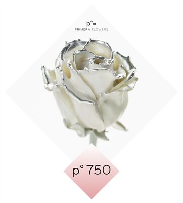 (10) Exclusive Waxed Roses  (random colors) in vase with colored water!!! NEW