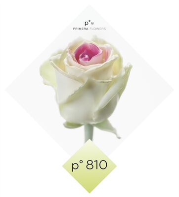 (10) Exclusive Waxed Roses  (random colors) in vase with colored water!!! NEW