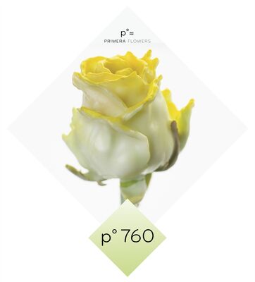 (10) Exclusive Waxed Roses  (random colors) in vase with colored water!!! NEW