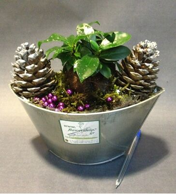 Ficus Ginseng Plant in Zink Pot  & Decoration