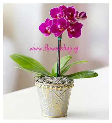 Orchid Phalaenopsis mini (Hybrid) Exclusive in pot !!! Basic.