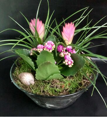Tillandsia & Kalanchoe arrnagement in glass