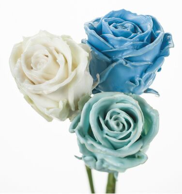 (10) Exclusive Waxed Roses  (random colors) in vase with colored water!!!