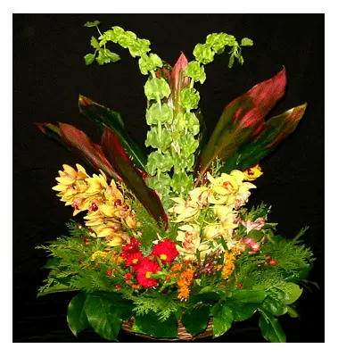 cybidium-basket.gif