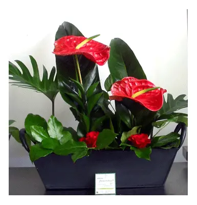 athuriums in pot