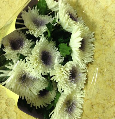 Chrysanthemums Single Heads Exclusive Antonov