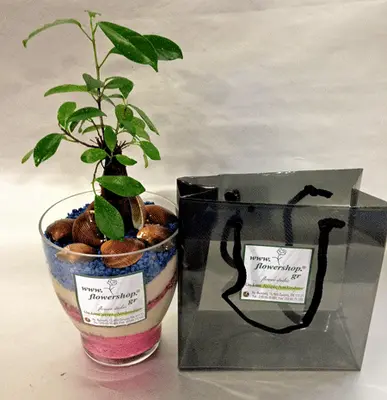 Plant Ficus Ginseng in glass vase.Blue summer!!!
