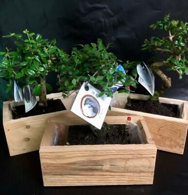 Bonsai plant. Exclusive +30€ in wooden case with water meter.
