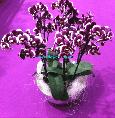 Phalaenopsis orchid plants  "Cow spotted"