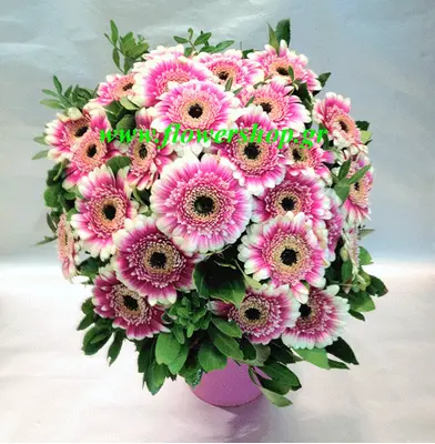 gerberas