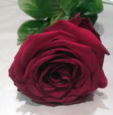 One Single Exclusive Rose in glass tube or other vase!!!