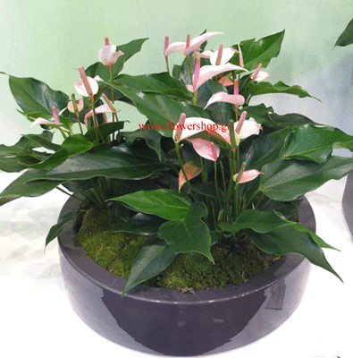 Anthurium Plants in quality ceramic pot!!!