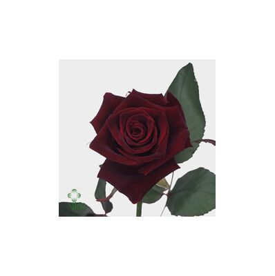Μαύρα Τριαντάφυλλα Φυσικά (21) τεμ. Black Baccara ! Ανθοδέσμη ή Μπουκέτο.
