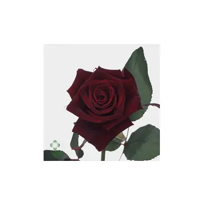 Roses Natural Black Baccara (21) stems. Very Exclusive. Gift Wrapped or Bouquet.