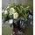 green white bouquet