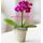 Orchid Phalaenopsis mini (Hybrid) Exclusive in pot !!! Basic.