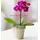 Ορχιδέα Phalaenopsis mini (υβρίδιο). Βασικό.